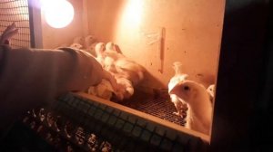 Бройлер кобб-500 2 недели.Кормление. Уход. Взвешивание