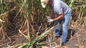 8 правил заготовки качественного кукурузного силоса