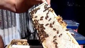 Сотовый мед в альпийском улье Н108