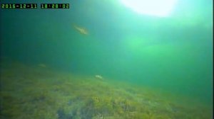 Подводная съёмка Окуня зимой на Озере Кенон (часть 3)