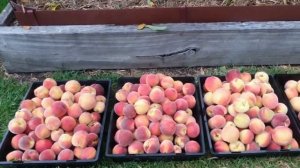 Карликовый персик Bonanza Dwarf  Россия | Small Gardens