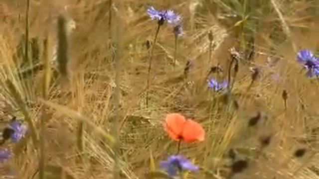 Serenade (Serenata Op. 6,1) Von Enrico Toselli
