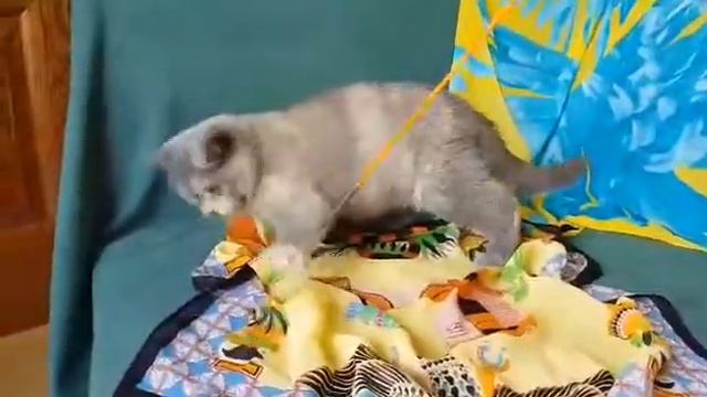 британский котенок смотреть онлайн