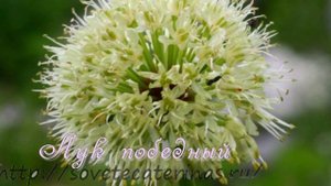 Декоративные луки. Аллиумы.