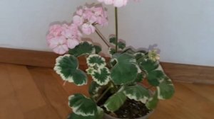 Зональная пеларгония Chelsea Gem