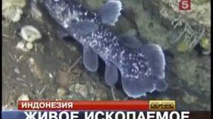 Видео живой кистепёрой рыбы (целакант)