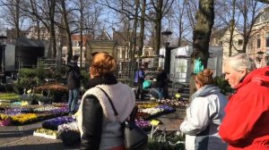 Весна в Голландии. Как избавиться от сороконожек.