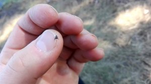 Паук-скакунчик. Salticidae sp. (Blackwall, 1841)