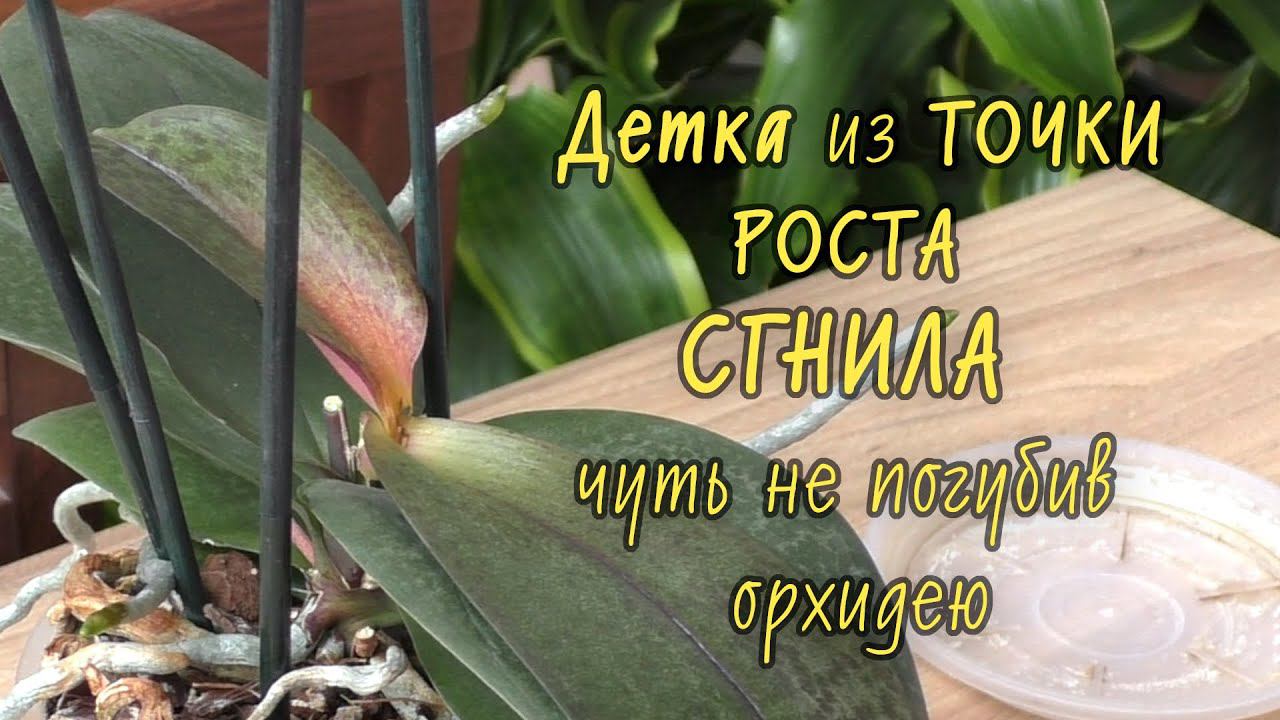 Орхидея. НЕОЖИДАННЫЙ ПОВОРОТ!