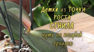 Орхидея. НЕОЖИДАННЫЙ ПОВОРОТ!