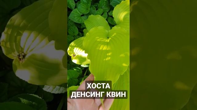 хоста Денсинг Квин #хосты #хостомания #питомникрастенийворонеж #новинкихост