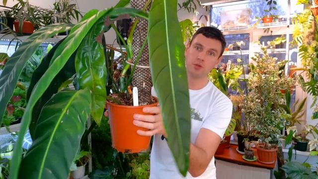 ФИЛОДЕНДРОНЫ ОБЗОР МОЕЙ КОЛЛЕКЦИИ смотреть онлайн