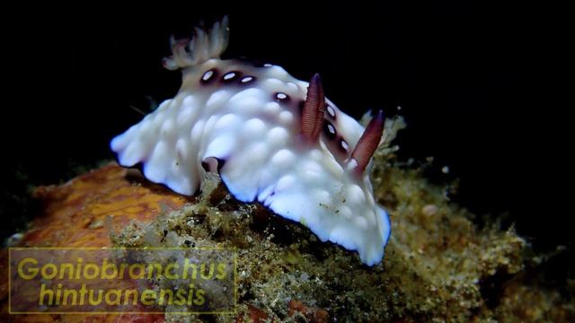 Olympus Tg-6 Microscope Mode 【 AMAZING MACRO 】 Olympus Tg-6 Macro Video 【 Olympus Tg-6 Underwater 】 смотреть онлайн
