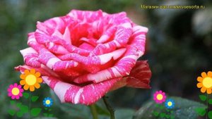 Роза чайно-гибридная Пинк Интуишн. Краткий обзор, описание характеристик Pink Intuition