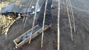 Чум дяди Федора Укрытие хурмы на зиму
