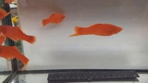 Красноглазый рубиновый меченосец