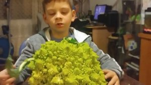 Капуста романеско.
