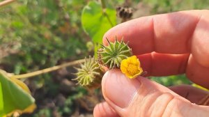 КАНАТНИК ТЕОФРАСТА !!!