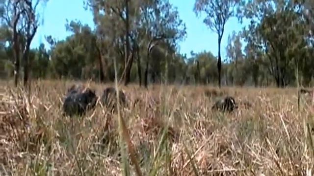 Cape York pigs смотреть онлайн