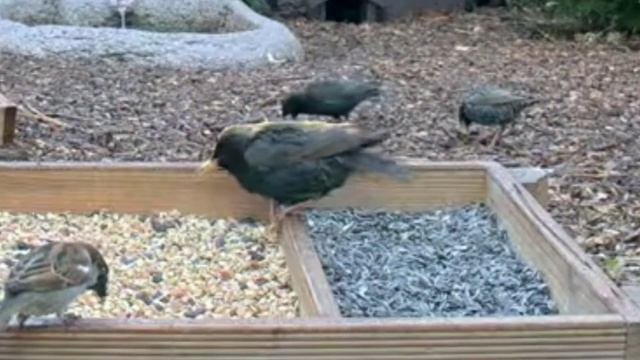 Поставил кормушку для птиц, прилетел Воробей и Скворец смотреть онлайн