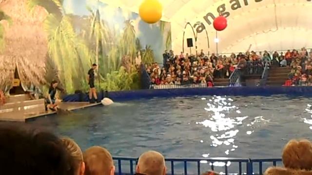 Дельфинарий Шоу Кубинских дельфинов в Твери Афалины, Белуха