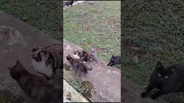 Дачные котейки! Краснодарский край смотреть онлайн