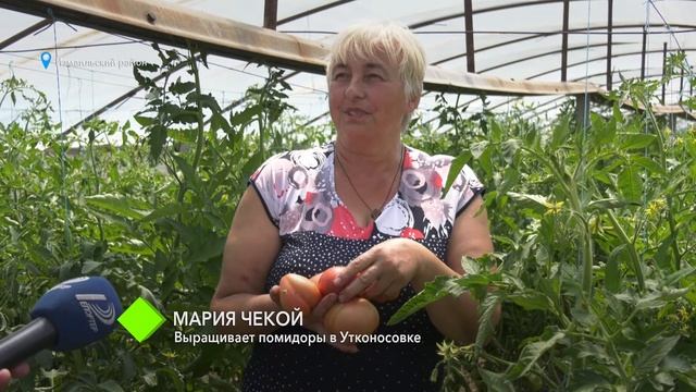 Зона несвободной торговли: огородники просят государство вернуть российский рынок сбыта смотреть онлайн