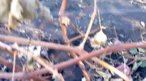 обрезка двухлетнего куста винограда в двухрукавной формировке