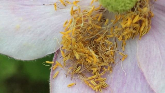 Anémone du Japon 'Anemone hupehensis' L'anémone est la reine de l'automne смотреть онлайн