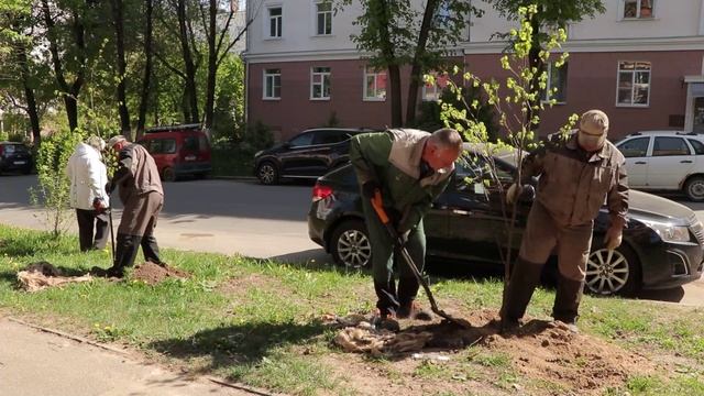 Зеленстрой высаживает деревья