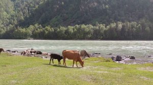 Теленок пьет молоко у коровы. Стоковое видео. Футаж. / A calf drinks milk from a cow. Stock video.