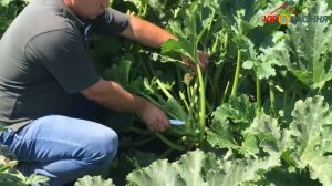 Сцили F1 (Scily) кабачок цуккини от фирмы Seminis, Голландия