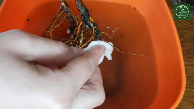 Вредители Фикуса Бенджамина! Как Бороться? Мой опыт?? работает смотреть онлайн