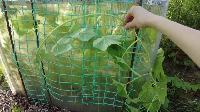 КУПИЛИ ДОМ ИЗ 90-х ! Ремонт тамбура, провожу электричество, занимаемся теплицей! смотреть онлайн