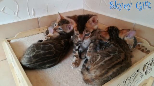 Самая дружелюбная порода кошек в мире , бенгалы розетка на золоте смотреть онлайн