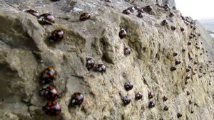 From the Life of ladybirds (Из жизни божьих коровок)