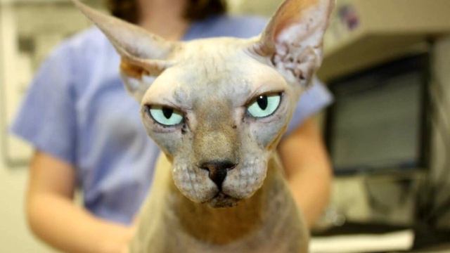 Сфинкс потеряла котят, но хозяйка не горевала, после вердикта врача она отправила кошку на усыплени смотреть онлайн