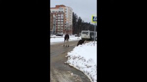 Лоси в Заречном Пензенской области