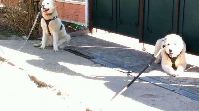 Алабаи на рабате смотреть онлайн