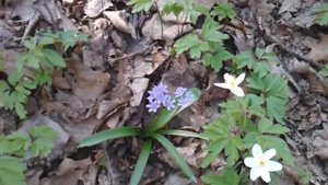 Пролеска двулистная (Scilla bifolia)
