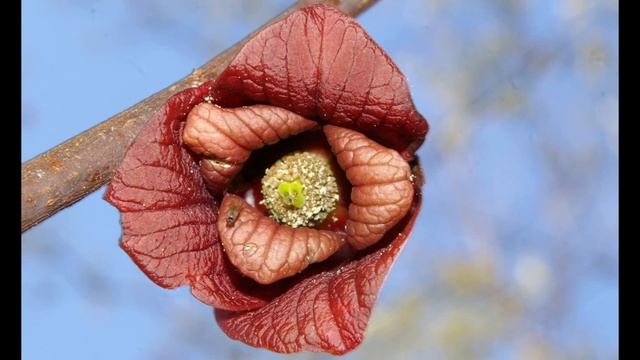 First Paw Paw Fruit смотреть онлайн