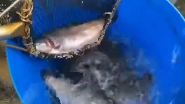 Форель. Ольгово. смотреть онлайн