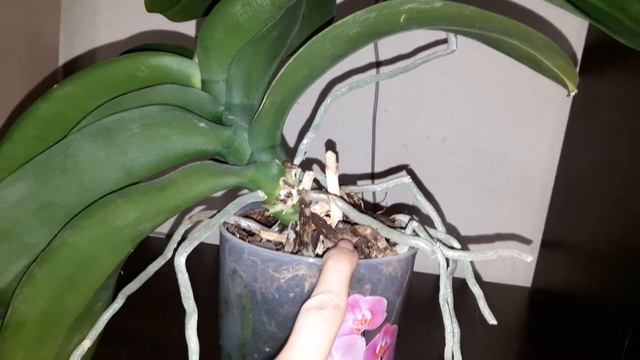 #ОРХИДЕИ Орхидея фаленопсис не цветет 2 года. Что делать? ЧАСТЬ 1. смотреть онлайн