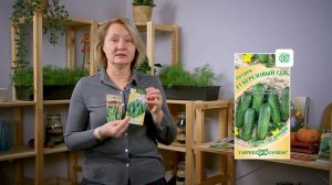 НОВАЯ СЕРИЯ ОГУРЦОВ