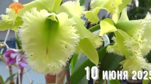 Грабли веерные Для любителей канала Грабли Live  10.06.2025