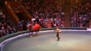 жокеи Мозель2013 конно- акробатическая Феерия