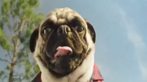 Приключения Кота Майкла 2020