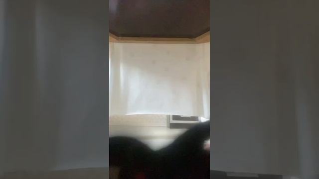 Зелёный против картун кэт смотреть онлайн