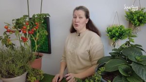 КАК РАЗМЕСТИТЬ ТОМАТЫ В ТЕПЛИЦЕ - УДОБНАЯ СХЕМА ПОСАДКИ
