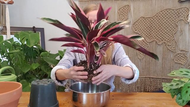 HOW TO REPOT A STROMANTHE TRIOSTAR смотреть онлайн